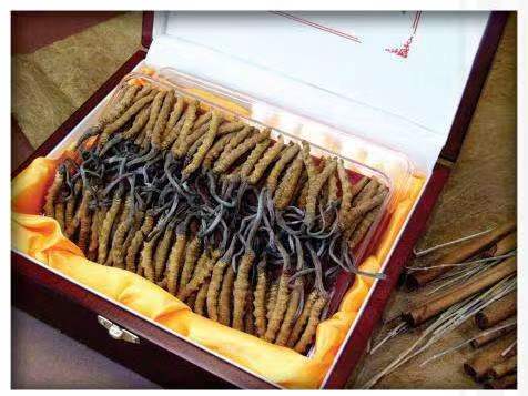 阳高冬虫夏草回收